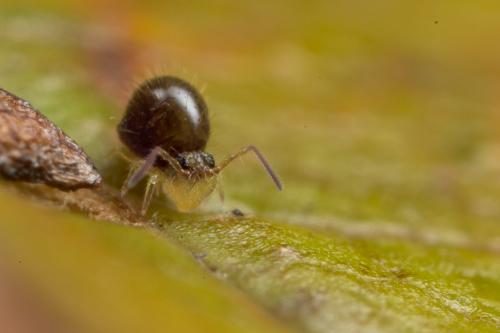 Réf. 243 218 : Caprainea marginata